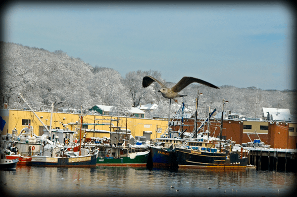 From the State Fish Pier