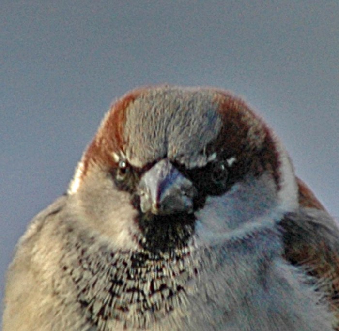 mad-sparrow Angry Sparrow