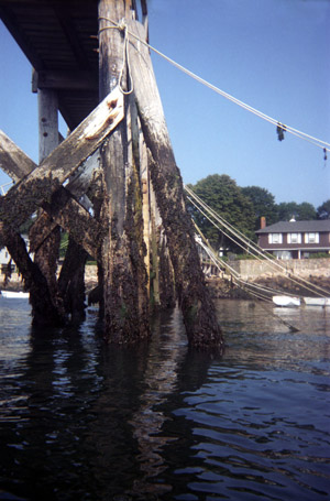 mag-pier3 Magnolia Pier from my kayak
