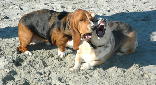 Good Harbor Beach Dogs