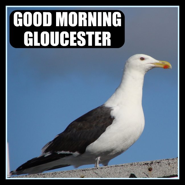 Good Morning Gloucester