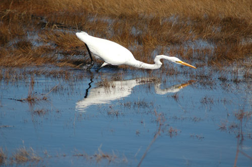 egret