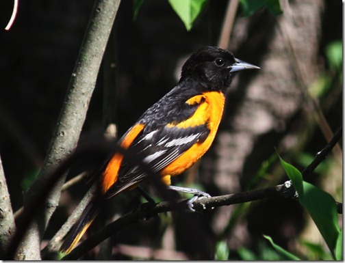 Baltimore (Northern) Oriole