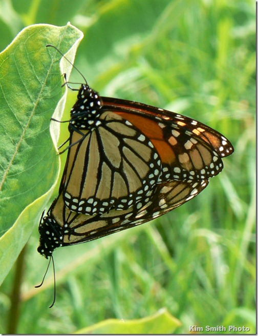 Monarch Butterflies Mating