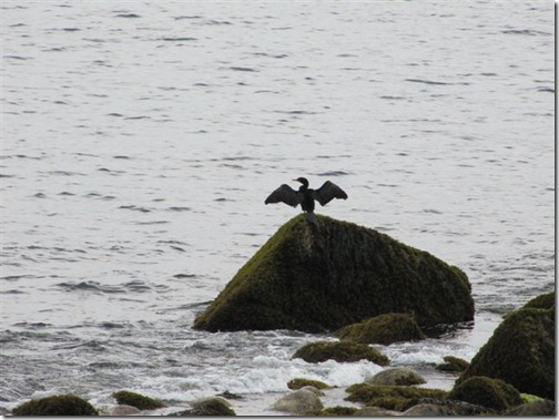 Cormorant on the rocks in Magnolia.. Looks like Batman