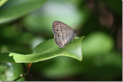 Little Wood-satyr (ventral) 