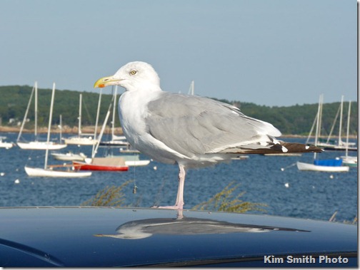 Homie with fish hook-1