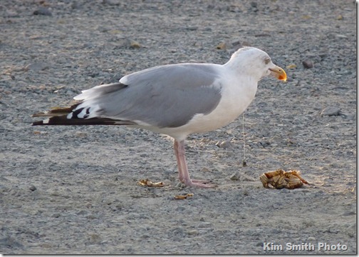 Homie with fish hook-2