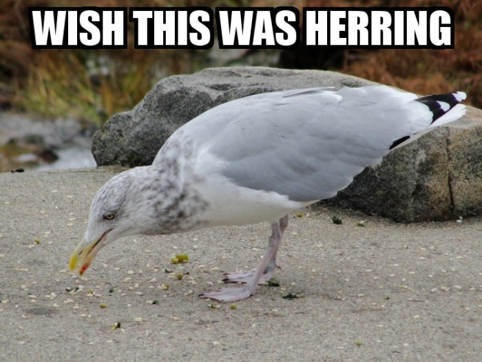 WHAT UP HOMIE? WHAT UP HOMIE?