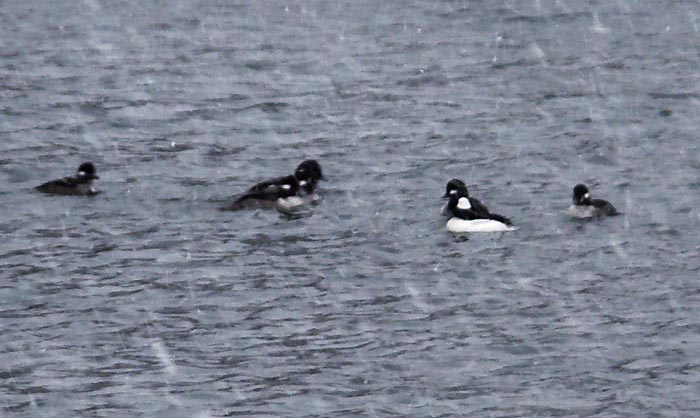 Brace of Baffled Buffleheads photo of buffleheads