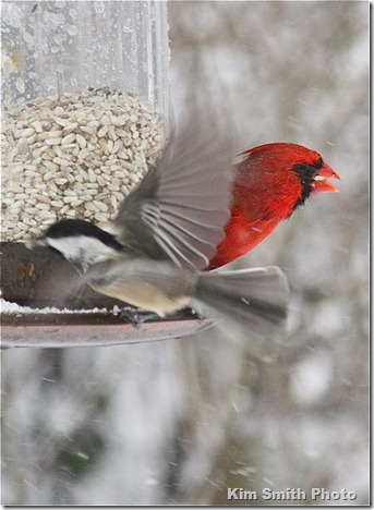 Black-capped Chicadee and Cardinal hungry at the feeder during blizzard