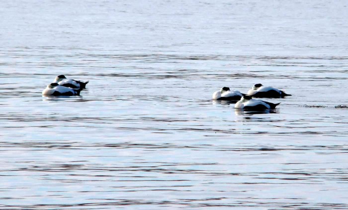 Photo of raft of common eiders with beaks tucked under their wings in the cold