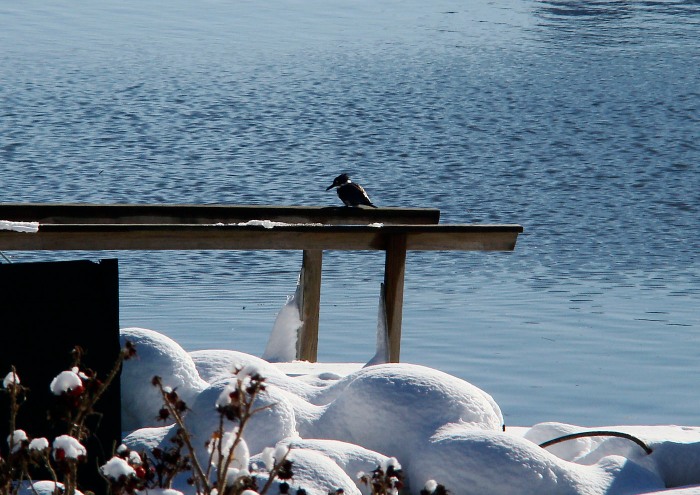 belted kingfisher resting on a pier in annisquam
