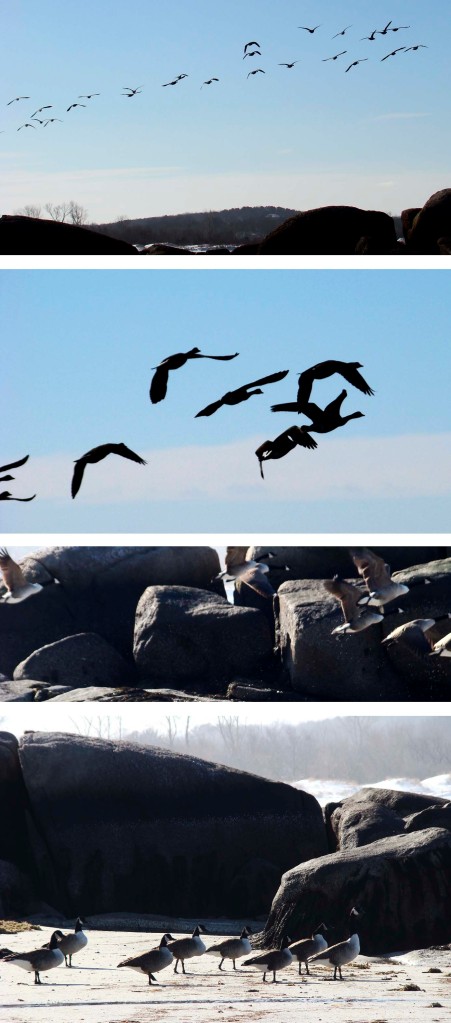 Series of photos of a flock of geese on the beach, taking flight, and flying away