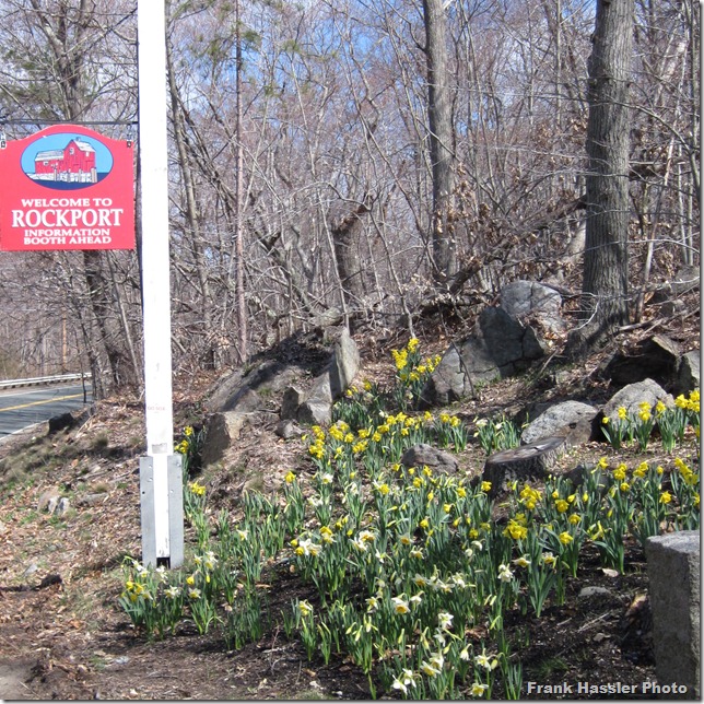 Frank Hassler image daffodils