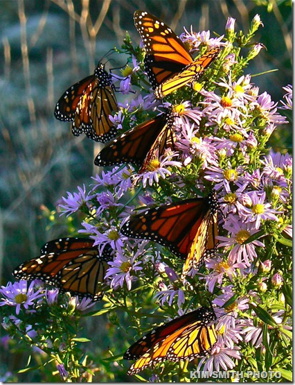 Monarch Butterflies Nectaring at Smooth Asters