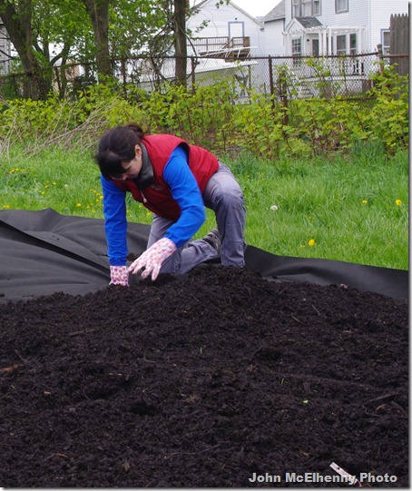 Community garden - Gina Curcuru