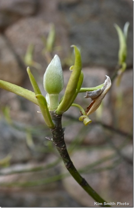 Magnolia sieboldii bud 