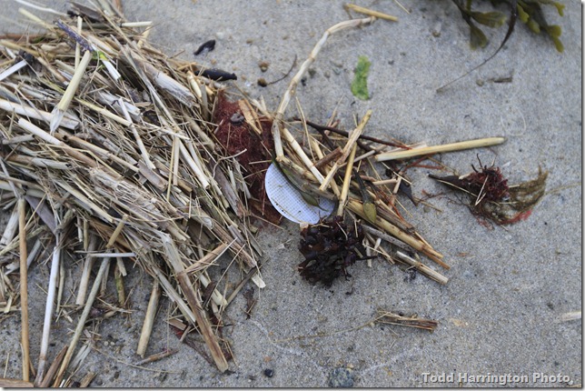 _MG_0538Plum Cove 5-11-11