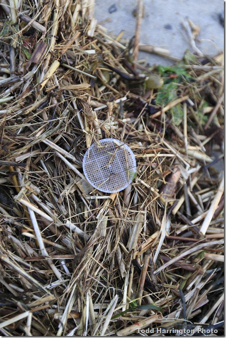 _MG_0539Plum Cove 5-11-11