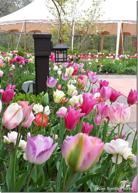 Tulipomania at Willowdale