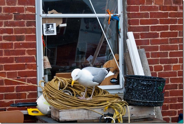 ©2011 Steve Borichevsky