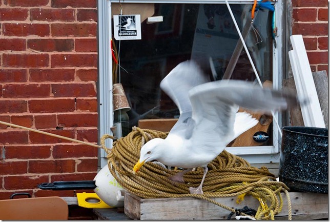 ©2011 Steve Borichevsky