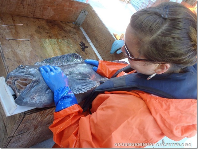 GMRI Intern, Kristina, measures a wolffish