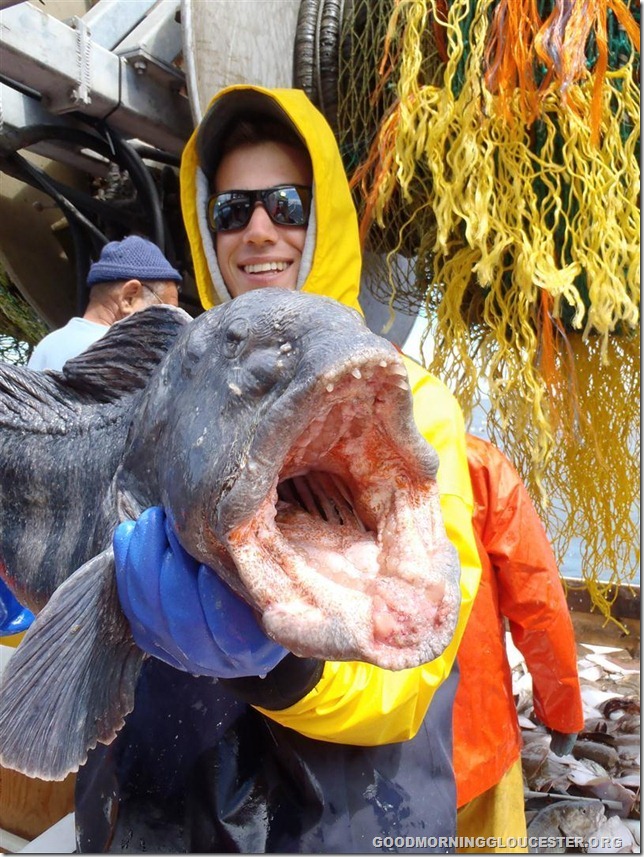 GMRI Intern, Will, with wolffish
