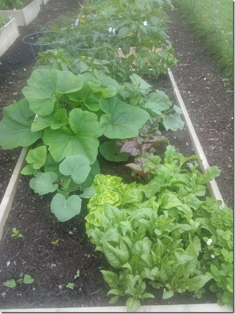 Jennas garden week two June 26, 2011