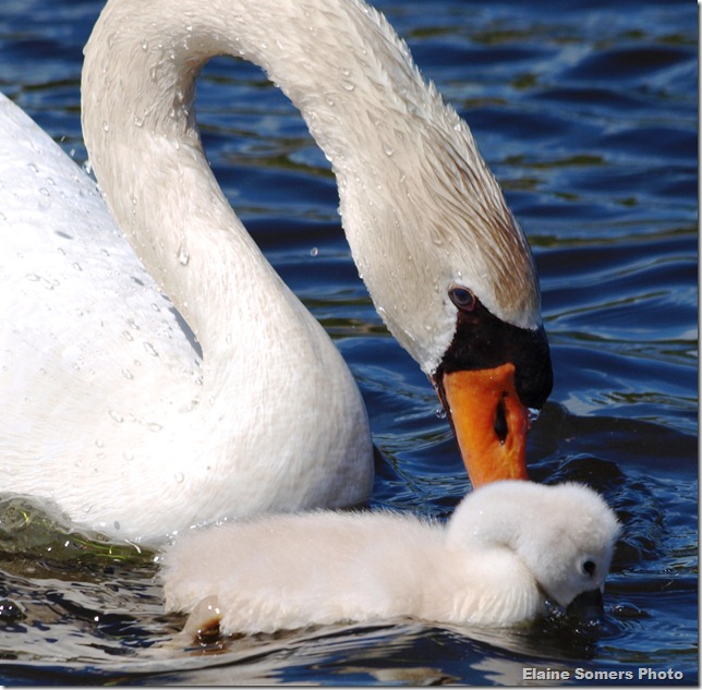 momandbabyswan