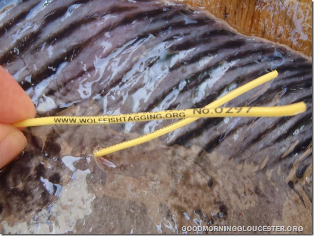 The plastic dart tags