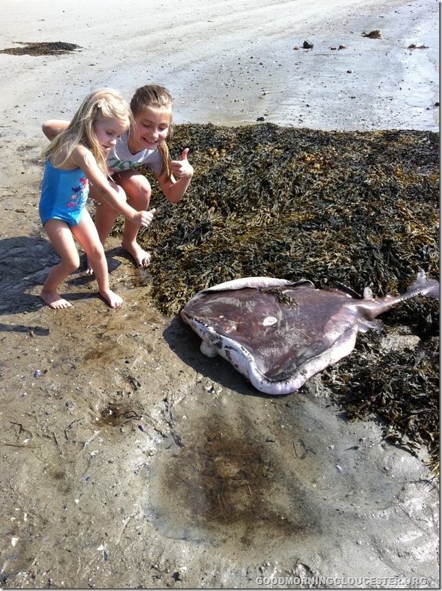 heatheriphone 3753 heatheriphone 3753