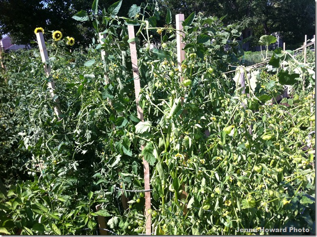 standing tomatoes