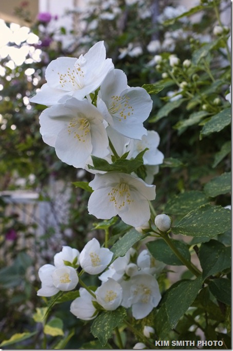 Variegated Mock Orange Philadelphus