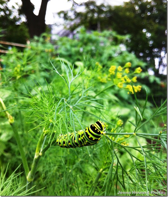 catapiller