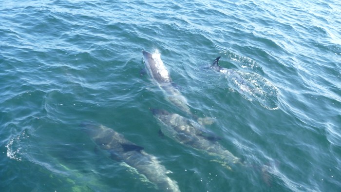 Dolphins in Rockport Harbor 093