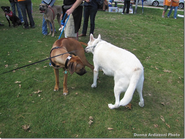 Introducing each other