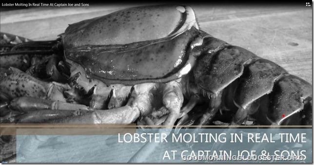 lobstermolting