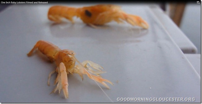 oneinchbabylobsters