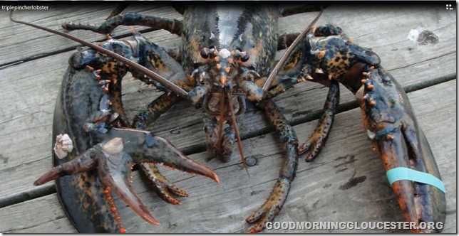 triplepincherclawedlobster