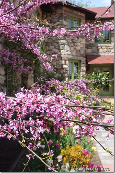 7. Eastern Redbud -1 (Cercis canadensis)