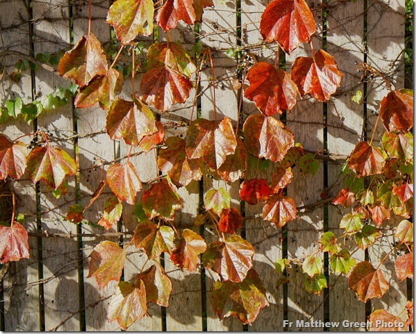 _Autumn leaves on a vine in Gloucester
