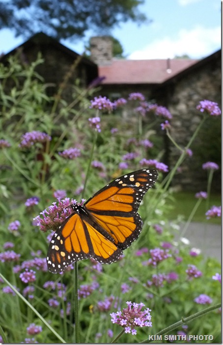Monarch Butterfly and Verbena bonariensis