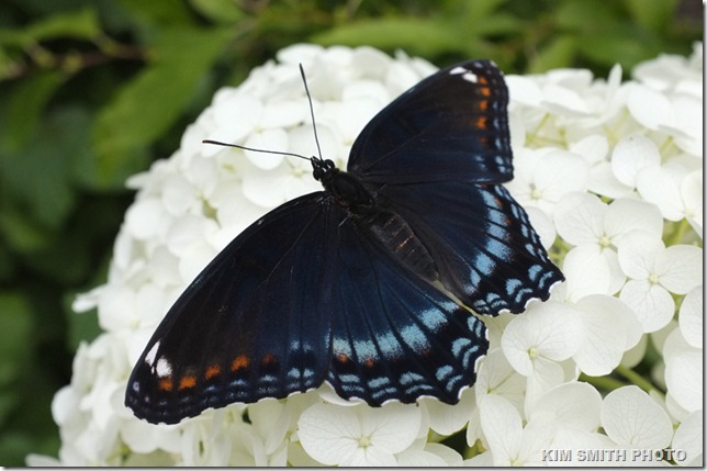 Red-spotted Purple and Annablelle Hydrangea_DSF1481
