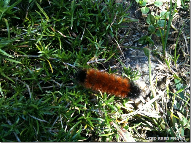 woolybear