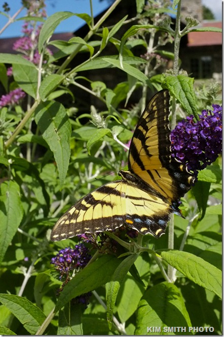 Eastern Tiger Swallowtail, Willowdale
