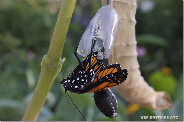 Monarch emerging from chrysalis