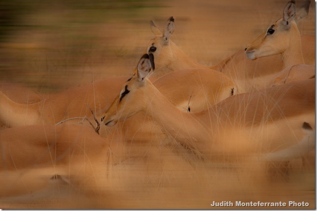 Monteferrante_Judith_Silver Award_Fluid Motion-1