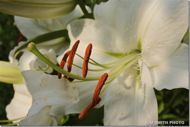 Oriental Lily Casa Blanca (2)